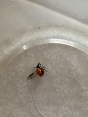 Hippodamia convergens