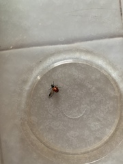 Hippodamia convergens