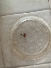 Hippodamia convergens