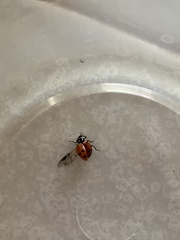 Hippodamia convergens