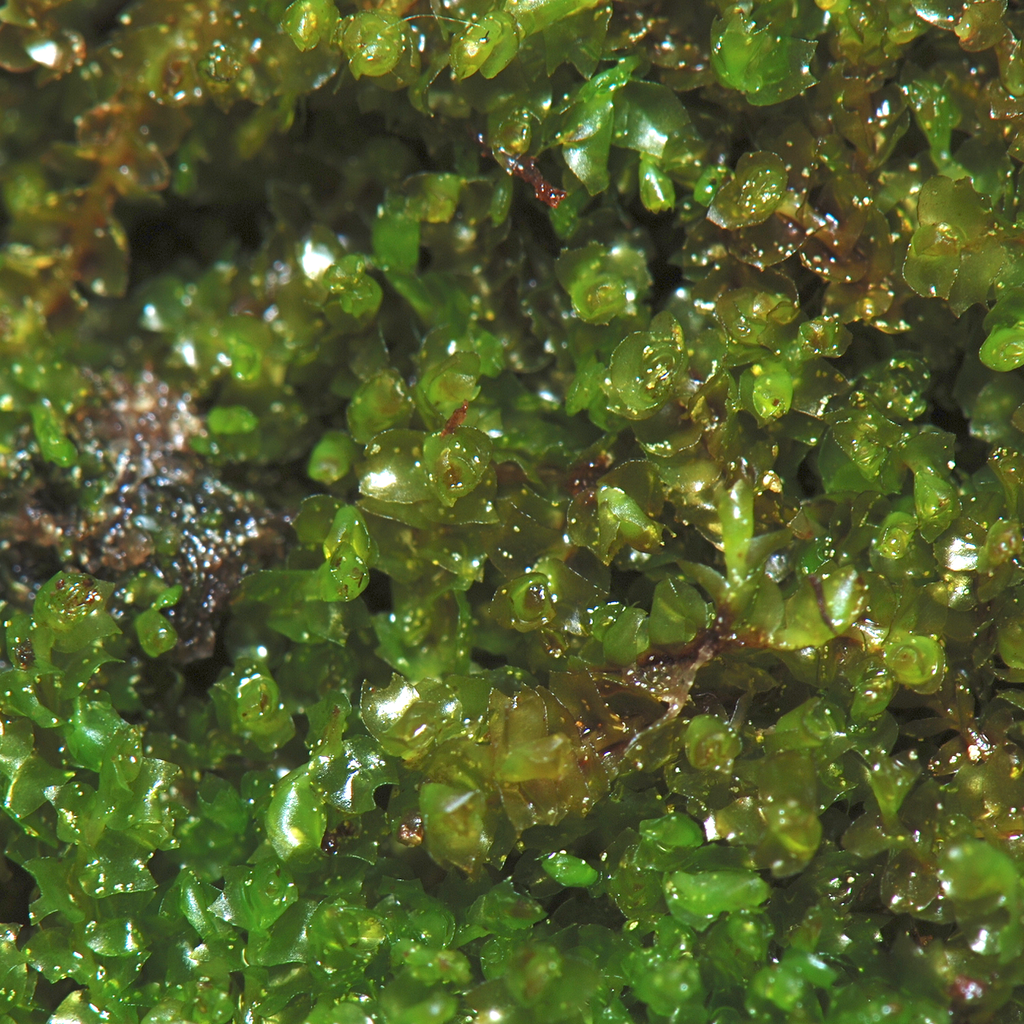 Pohlia bolanderi