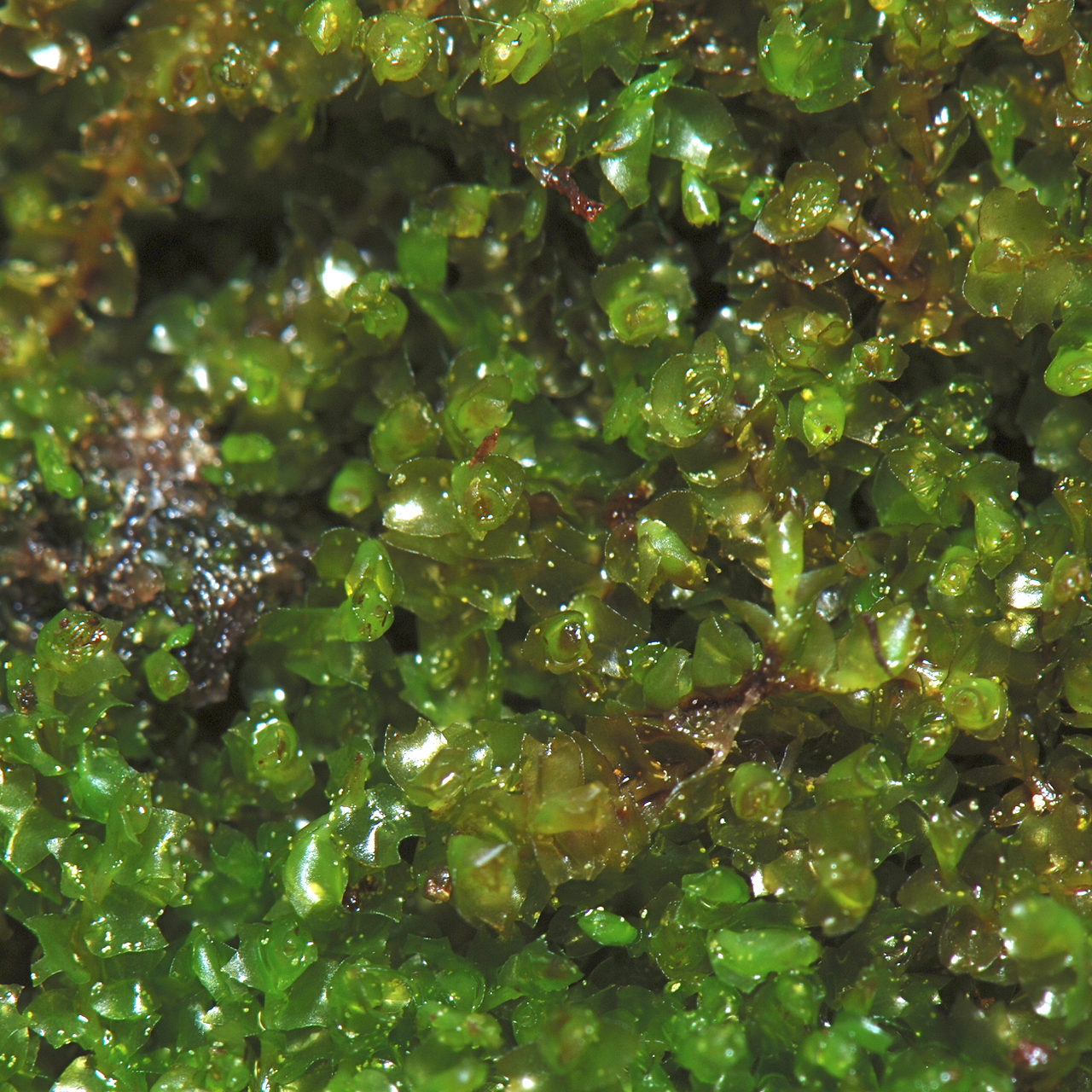 Pohlia bolanderi
