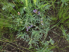 Astragalus arenarius