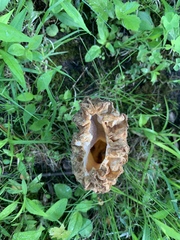 Morchella americana