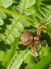 Xysticus lanio