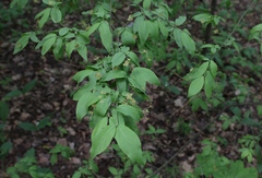Euonymus verrucosus