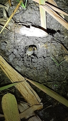 Nanhaipotamon formosanum