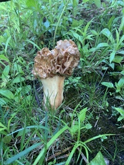 Morchella americana