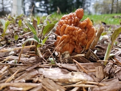 Gyromitra korfii