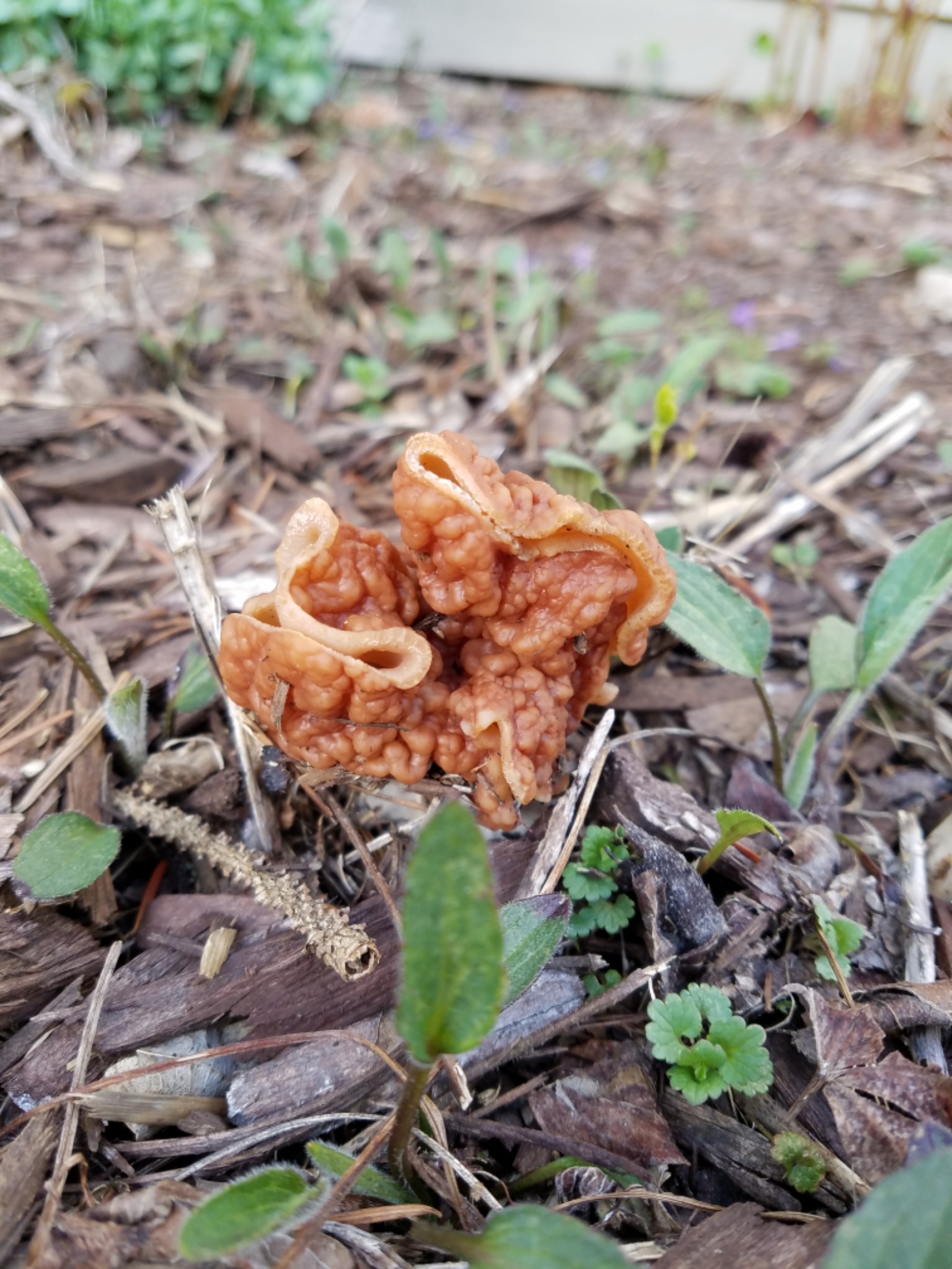 Gyromitra gigas image