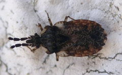 Aradus depressus