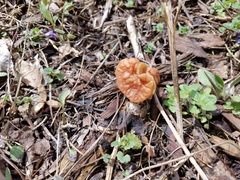 Gyromitra korfii