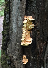 Laetiporus sulphureus