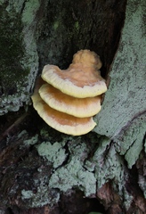 Laetiporus sulphureus