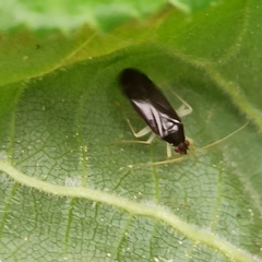 Phylus coryli