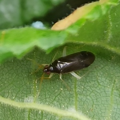 Phylus coryli