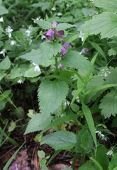 Lamium maculatum