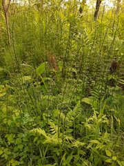 Equisetum pratense