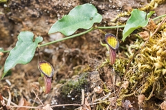 Aristolochia sempervirens