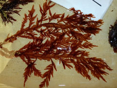 Cumathamnion decipiens