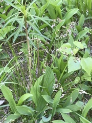 Anthoxanthum australe