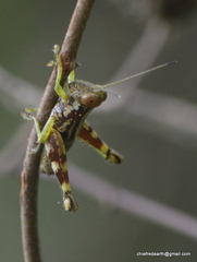 Pirithoicus ophthalmicus