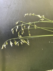 Anthoxanthum australe