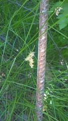 Carex praecox
