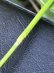 Anthoxanthum australe