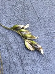 Anthoxanthum australe