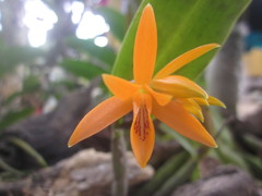 Guarianthe aurantiaca