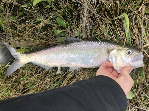 Blueback Shad