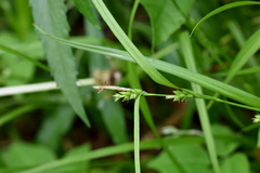 Carex grisea
