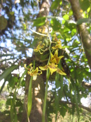 Oncidium leleui