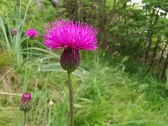 Cirsium pannonicum