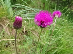 Cirsium pannonicum
