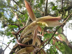 Catasetum laminatum