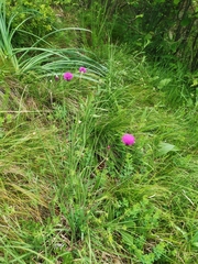 Cirsium pannonicum