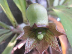 Catasetum laminatum