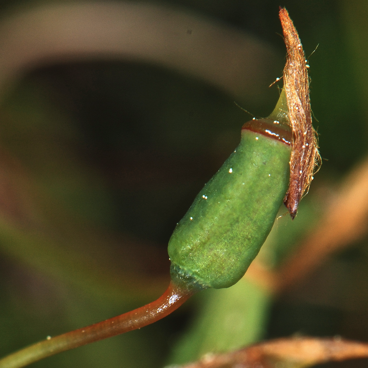 Meiotrichum