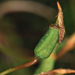 Lyall's Polytrichum Moss - Photo (c) bryophyte_cnps, some rights reserved (CC BY-NC), uploaded by bryophyte_cnps