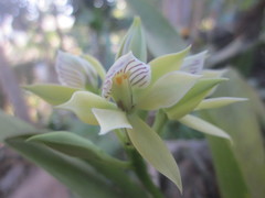 Prosthechea chacaoensis