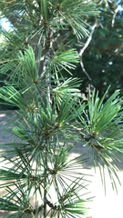 Cedrus deodara