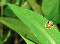 Aspidimorpha furcata