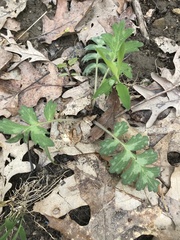 Hydrophyllum macrophyllum