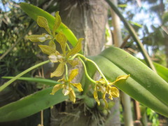 Encyclia rzedowskiana