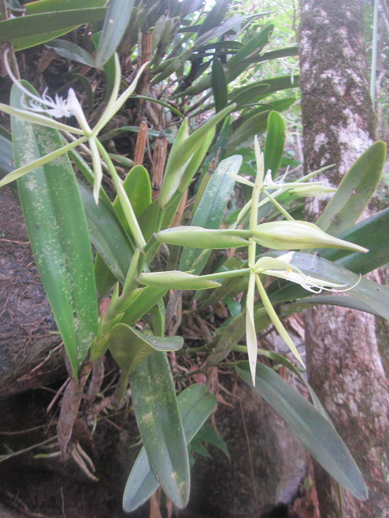 Epidendrum ciliare