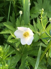 Anemonastrum canadense