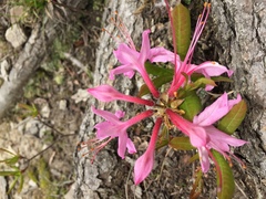 Rhododendron periclymenoides