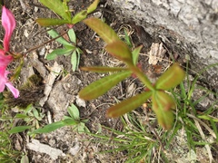 Rhododendron periclymenoides